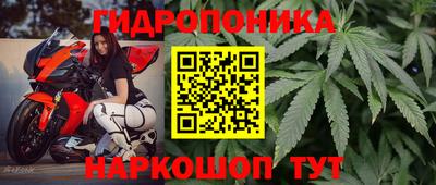 спайс Кингисепп